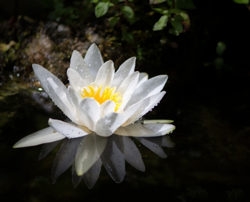 White water lilly blossom in a pond